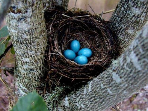 (Credit: paulnoll.com/Oregon/Birds/Home/bird-feeder-Robin-eggs)